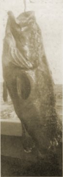 The 60lb black cod caught during the 1964 Nambucca Heads trip. Source: MMTB News, September 1964.