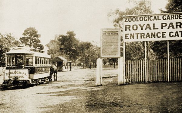 Zoo tram.